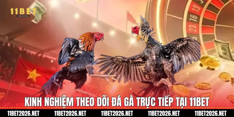 Kinh nghiệm theo dõi đá gà trực tiếp tại 11Bet 